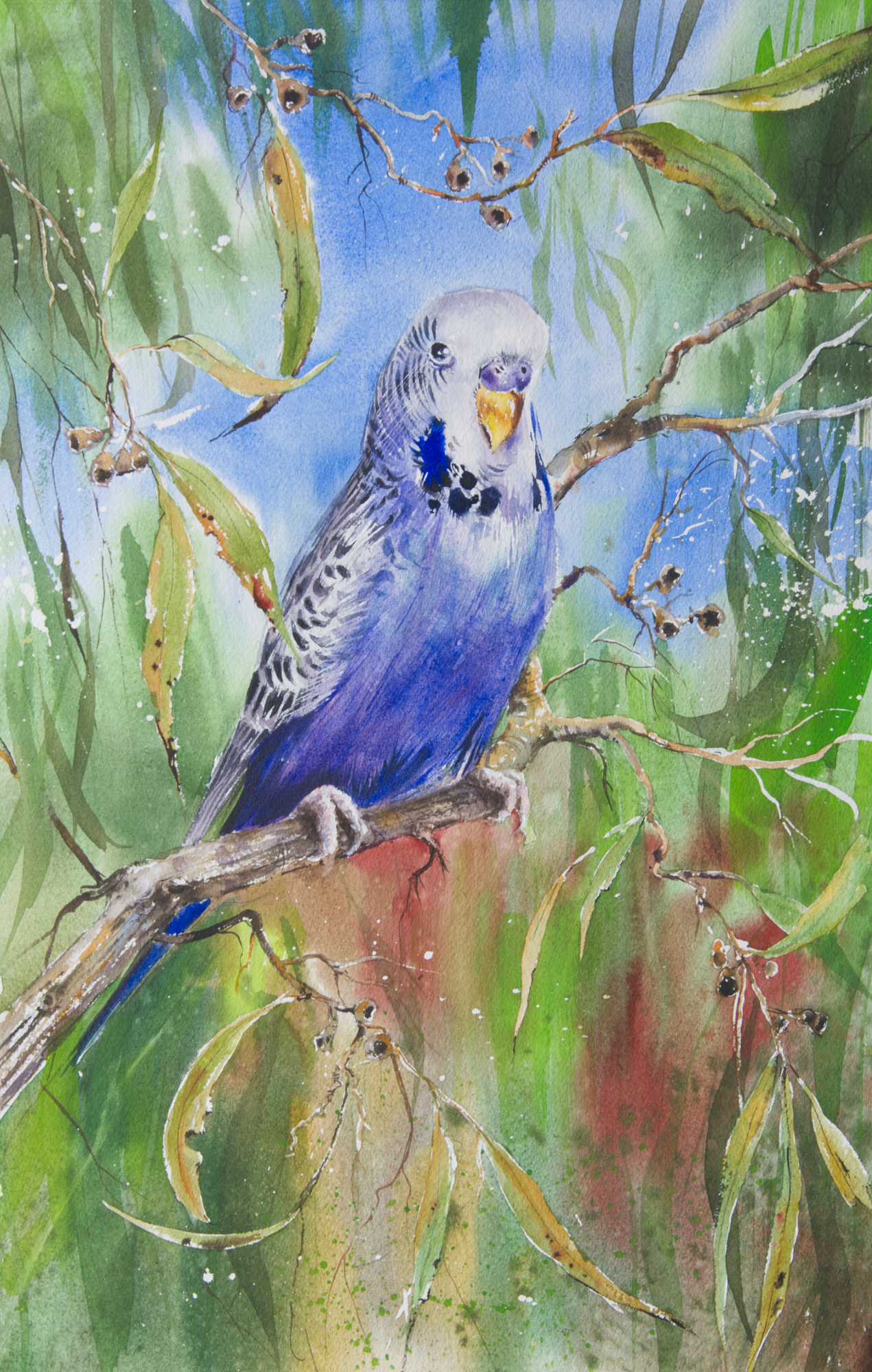  GRANNY'S BUDGIE - Watercolour 