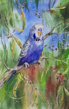  GRANNY'S BUDGIE - Watercolour 